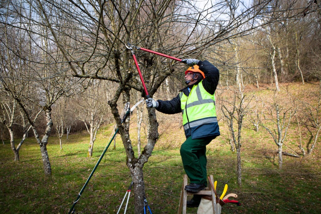 Professional man on a ladder pruning in winter