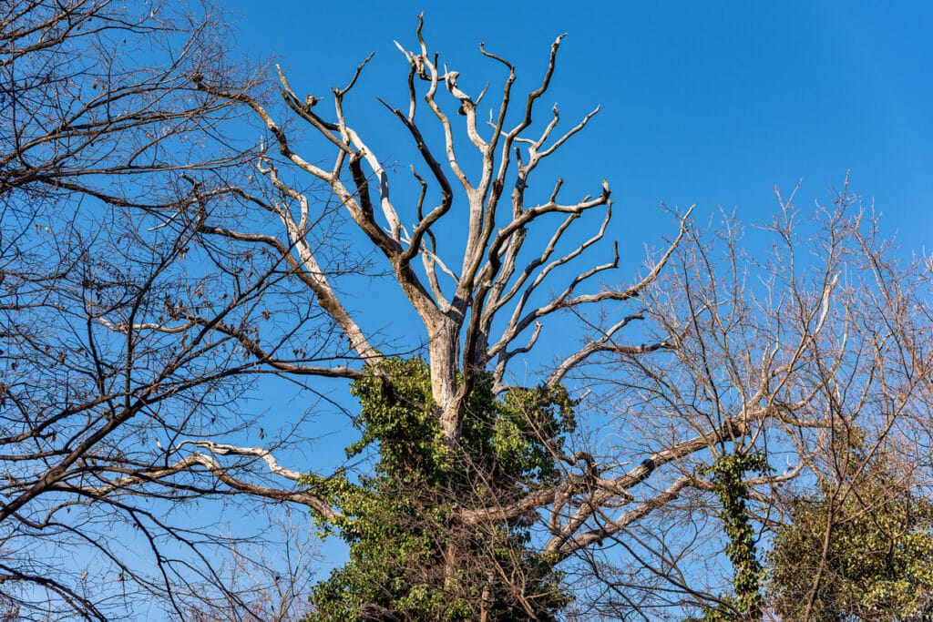 A tree with branches that look like deer antlers. Dead leafless tree. Dry tree branches