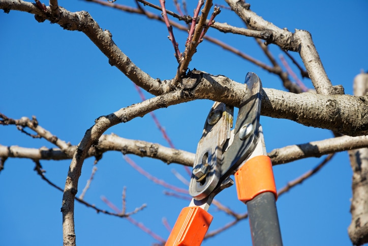 Pruning tree branches with loppers on a clear day.