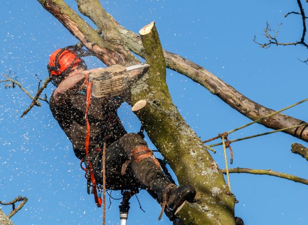 Climbing arborist sawing limb with chainsaw