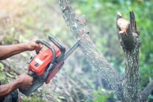 cutting tree with a chainsaw
