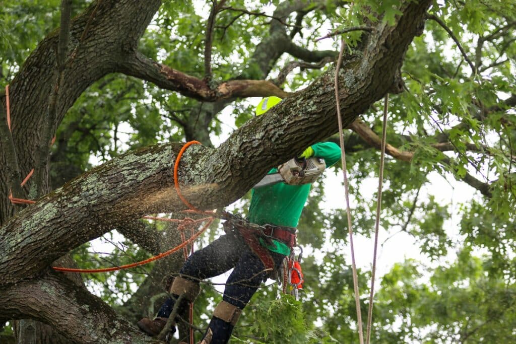 Arborist cutting thick branch with chainsaw