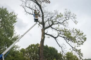 inspecting trees