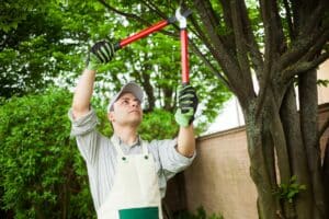 Gardener trimming tree branches near brick wall