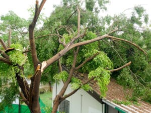 Fallen tree on the roof
