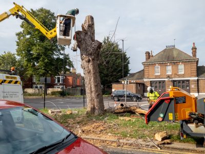 Residential tree removal team clearing logs from a front yard.